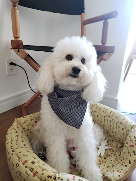 Alpha Dog Estética Animal, Hotel e Clinica Veterinária