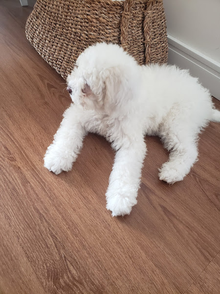 Foto 1 Alpha Dog Estética Animal, Hotel e Clinica Veterinária