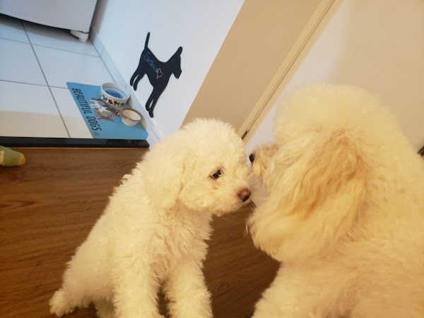 Foto 3 Alpha Dog Estética Animal, Hotel e Clinica Veterinária