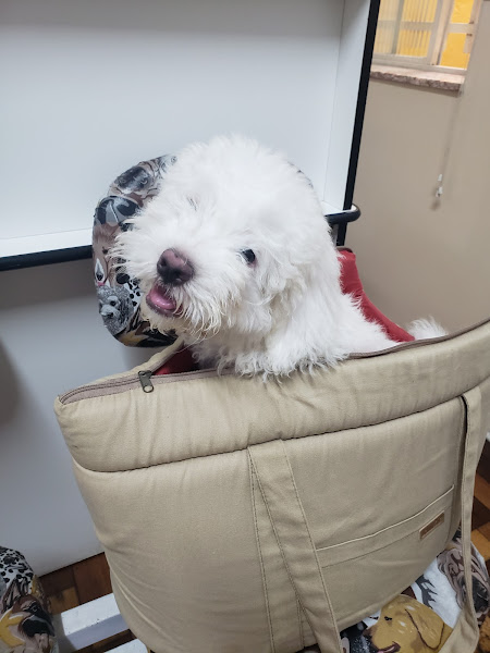 Foto 5 Alpha Dog Estética Animal, Hotel e Clinica Veterinária