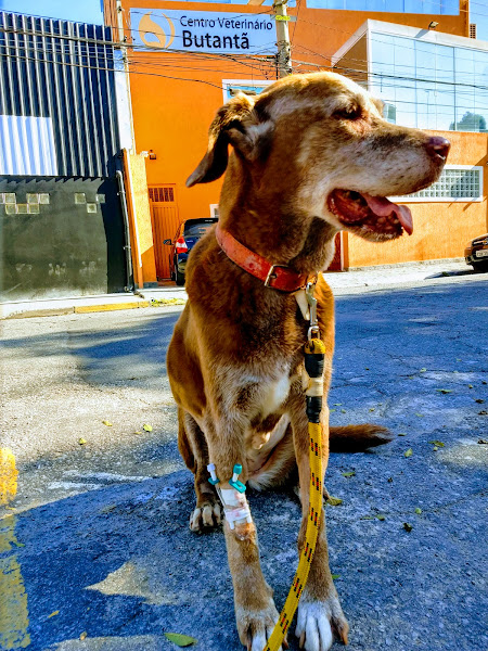 Centro Veterinário Butantã Centro Veterinário Butantã
