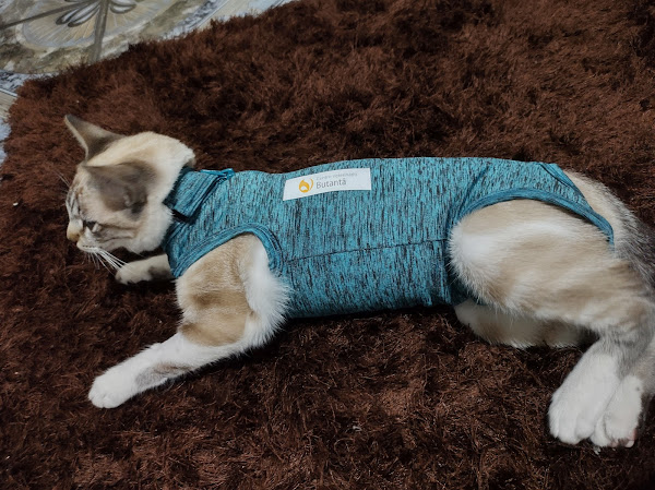 Foto 1 Centro Veterinário Butantã