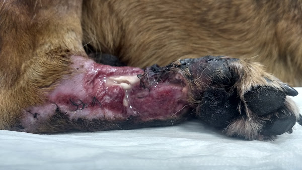 Foto 2 Centro Veterinário Butantã