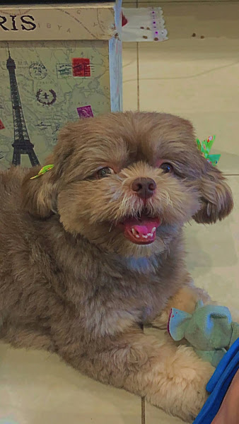 Foto 1 Ps Vet - Hospital Veterinário 24h