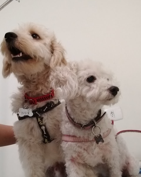 Foto 2 Hospital Veterinário Paes de Barros