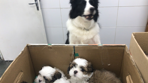 Foto 1 BICHO NO POSTE CLINICA VETERINÁRIA