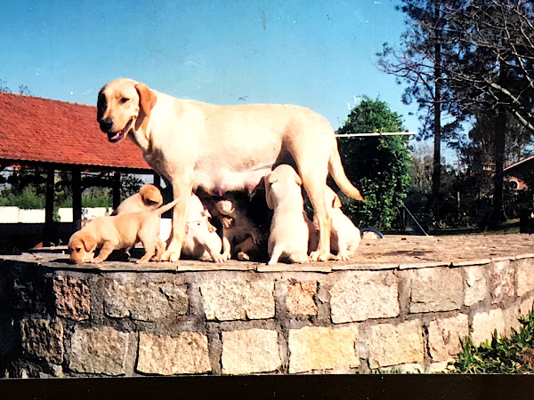 Foto 2 BICHO NO POSTE CLINICA VETERINÁRIA