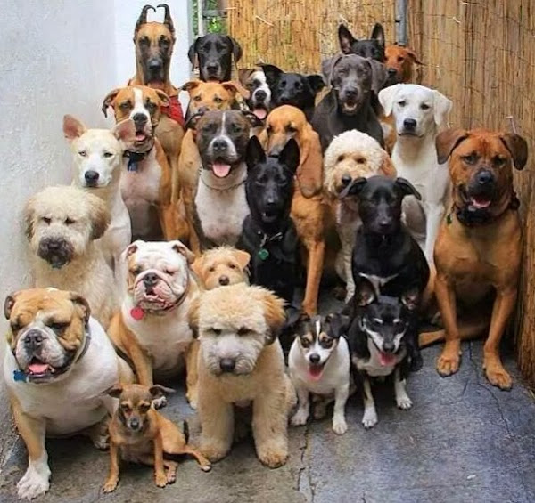 Foto 3 BICHO NO POSTE CLINICA VETERINÁRIA