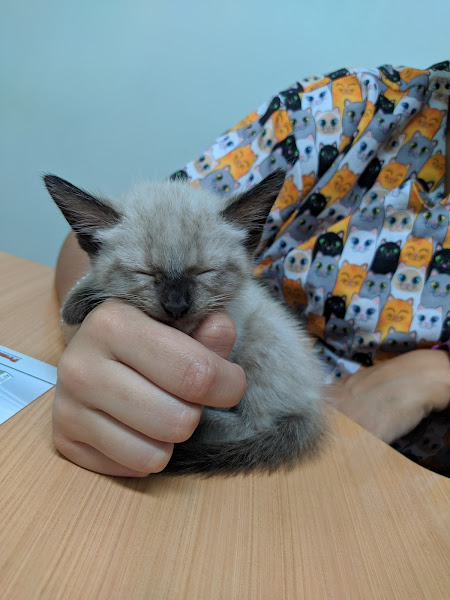 CeVet SFA - Centro Veterinário São Francisco de Assis CeVet SFA - Centro Veterinário São Francisco de Assis