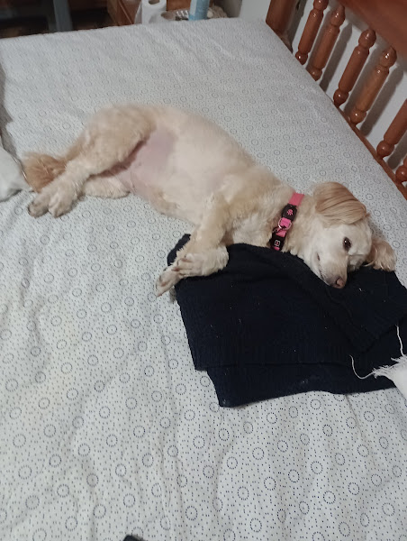 Foto 1 CeVet SFA - Centro Veterinário São Francisco de Assis