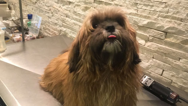 Foto 2 CeVet SFA - Centro Veterinário São Francisco de Assis