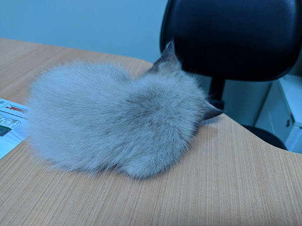 Foto 3 CeVet SFA - Centro Veterinário São Francisco de Assis