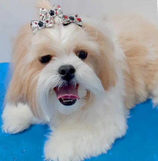 Hospital Veterinário Alpri Vet Premium