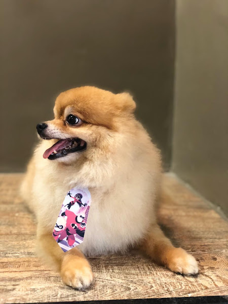 Foto 1 Hospital Veterinário Alpri Vet Premium