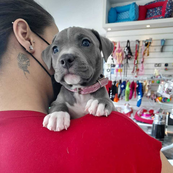 Foto 2 Hospital Veterinário Alpri Vet Premium