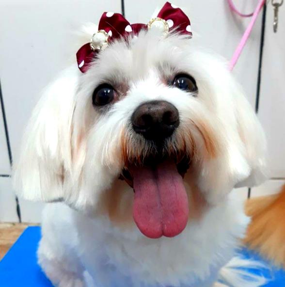 Foto 4 Hospital Veterinário Alpri Vet Premium