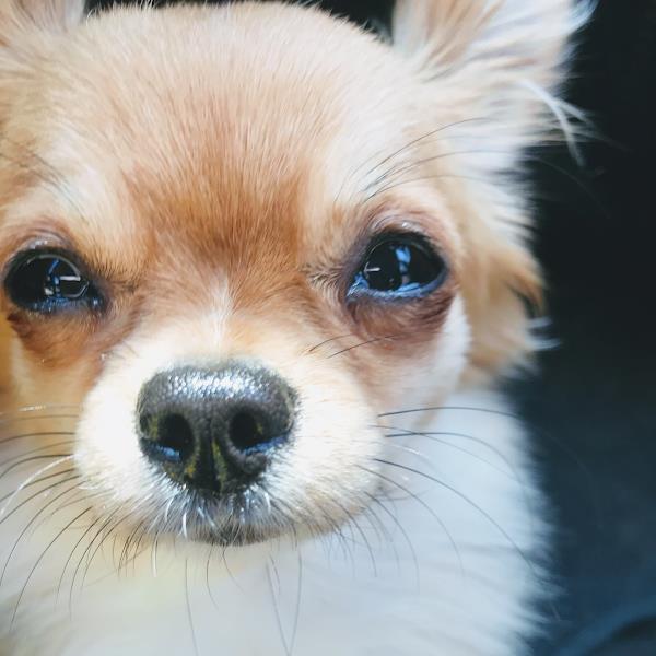 Foto 4 Hospital Veterinario 24 horas - Cidade dos Bichos