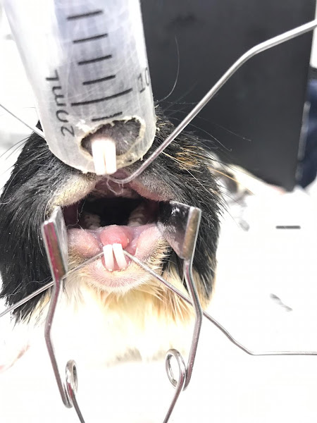 Foto 6 Hospital Veterinario 24 horas - Cidade dos Bichos