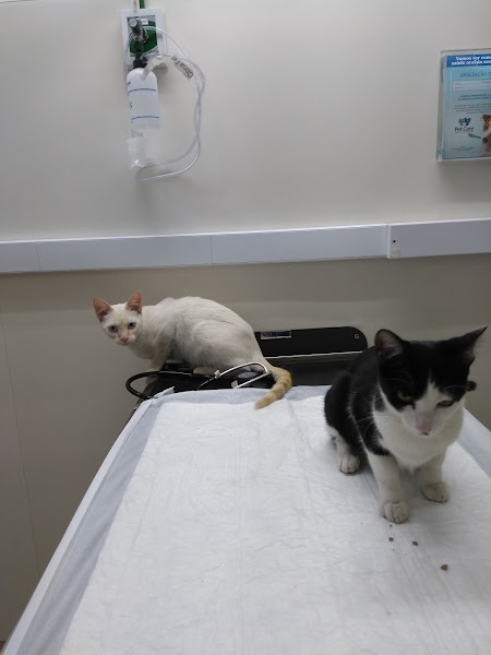 Foto 3 Pet Care Hospital Veterinário - Unidade Tatuapé