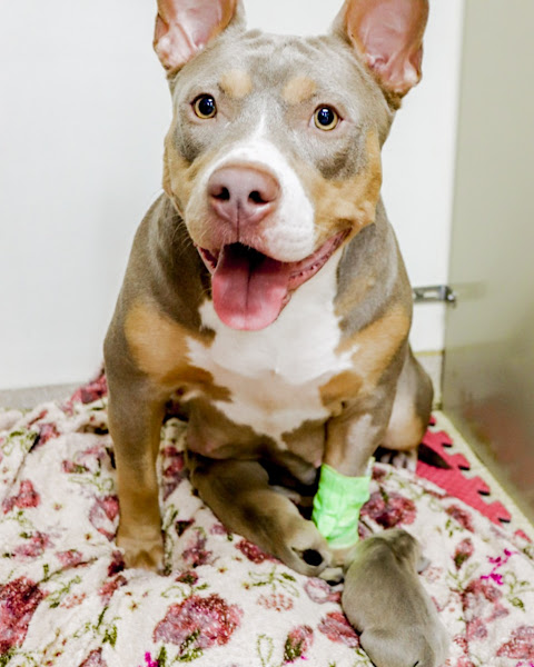 Foto 4 Pet Care Hospital Veterinário - Unidade Tatuapé