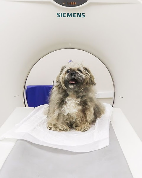 Pet Care Hospital Veterinário Unidade Pacaembu Pet Care Hospital Veterinário Unidade Pacaembu