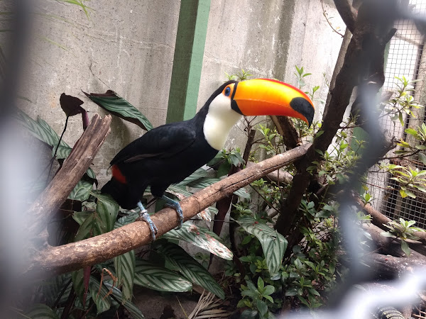 Veterinária Ornamental Veterinária Ornamental