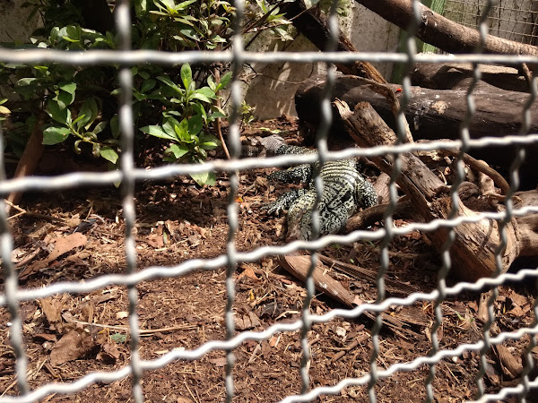 Foto 2 Veterinária Ornamental