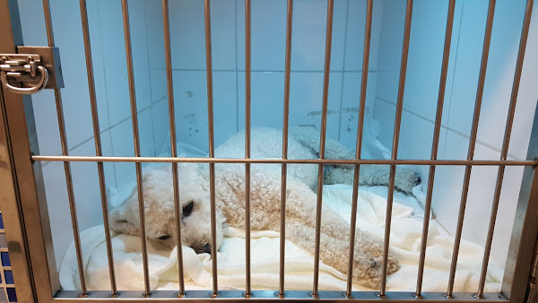 Foto 2 Clínica Veterinária Galescão