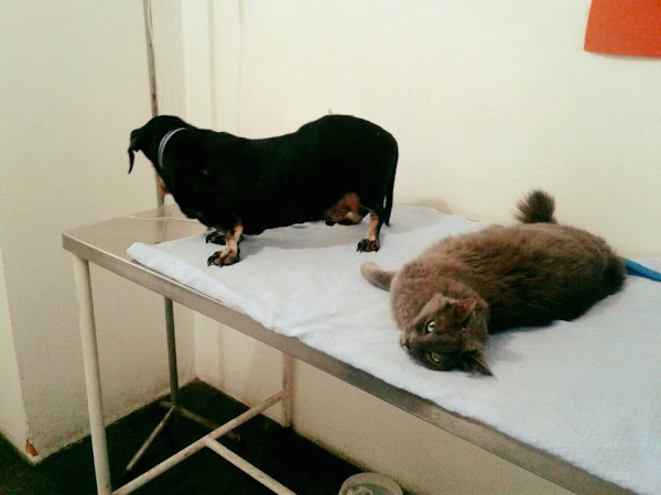 Clínica Veterinaria Vira Lata