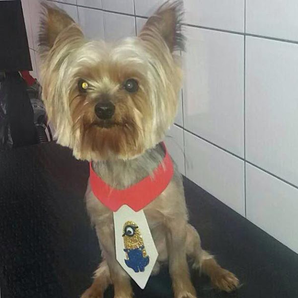 Foto 1 Clínica Veterinaria Vira Lata