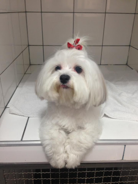 Foto 2 Clínica Veterinaria Vira Lata