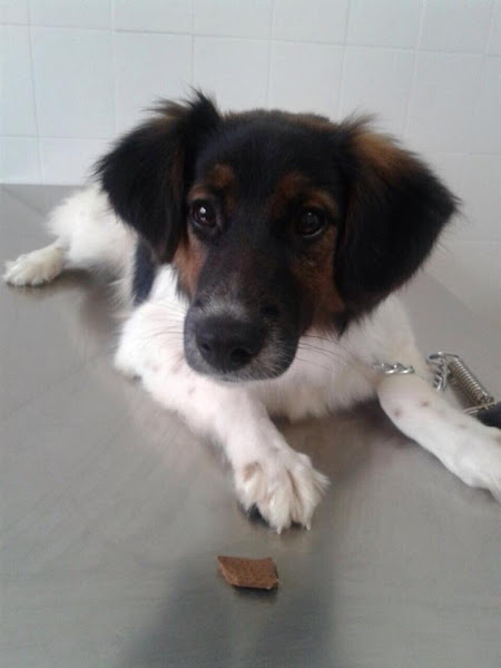 Foto 3 Clínica Veterinaria Vira Lata