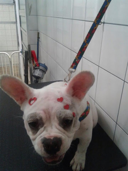 Foto 4 Clínica Veterinaria Vira Lata