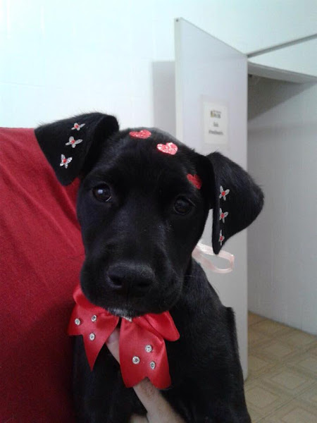 Foto 5 Clínica Veterinaria Vira Lata