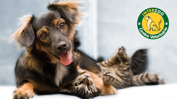 Interzoo Pet Shop - Centro Veterinário