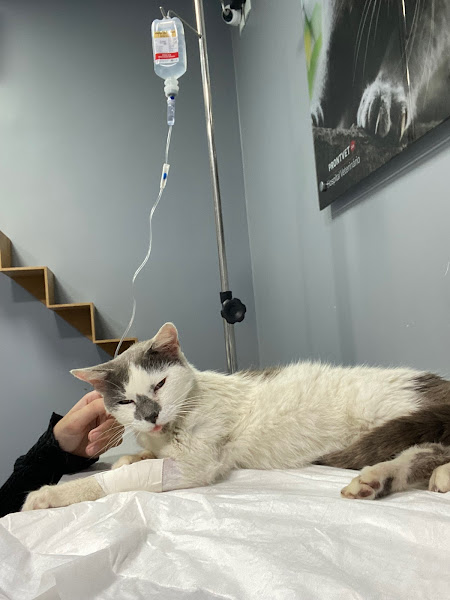 Foto 3 Hospital Veterinário 24 Horas ProntVet - Pompéia