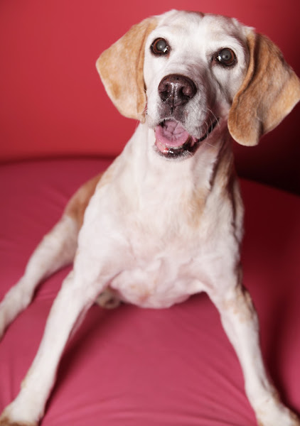 Foto 2 WeVets | Centro Veterinário 24h | Unidade Sena Madureira