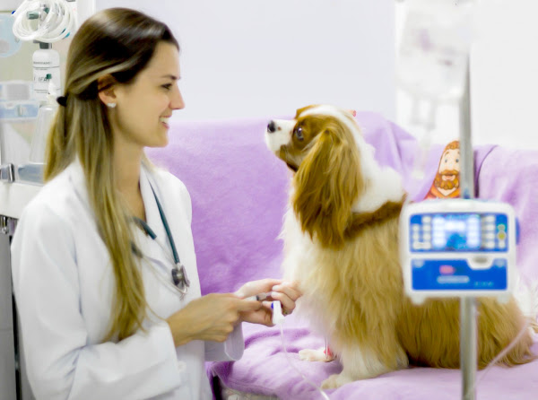 Foto 1 Intensive Care - UTI Veterinária & Cuidados Paliativos