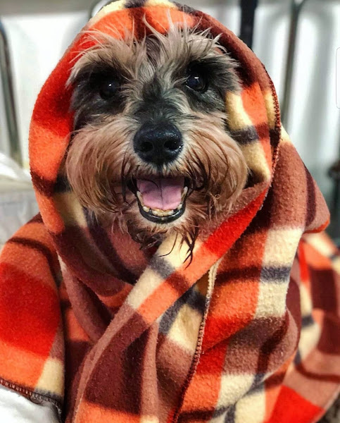 Foto 2 Intensive Care - UTI Veterinária & Cuidados Paliativos