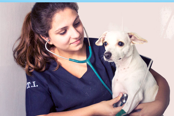 Foto 4 Intensive Care - UTI Veterinária & Cuidados Paliativos