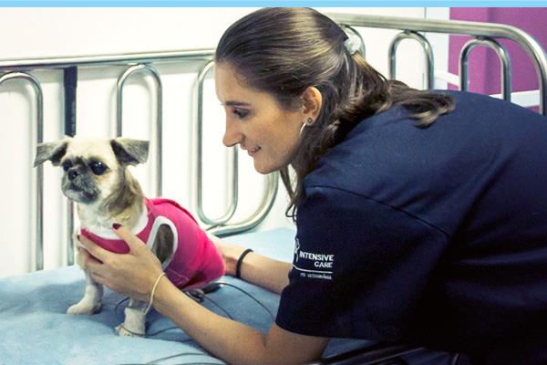 Foto 5 Intensive Care - UTI Veterinária & Cuidados Paliativos