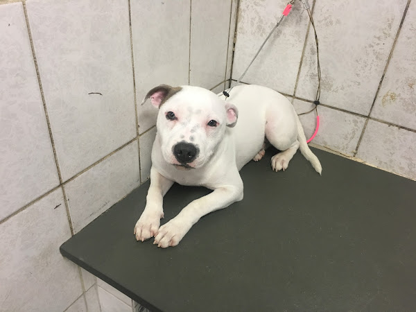 Veterinária Pet Amigo - Dra. Pao Kay Wu