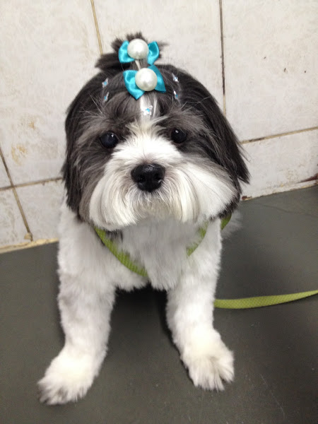 Foto 1 Veterinária Pet Amigo - Dra. Pao Kay Wu