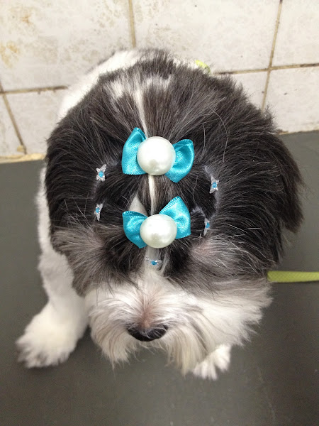 Foto 2 Veterinária Pet Amigo - Dra. Pao Kay Wu