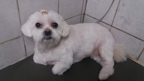 Foto 3 Veterinária Pet Amigo - Dra. Pao Kay Wu