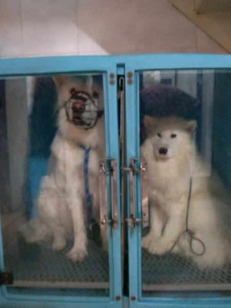 Street Dog Petshop e Clínica Veterinária