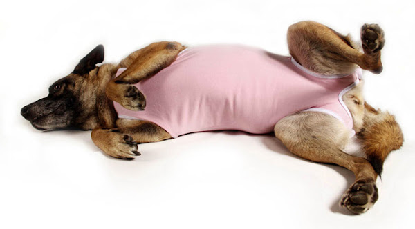 Foto 4 Pet Shop Marajoara