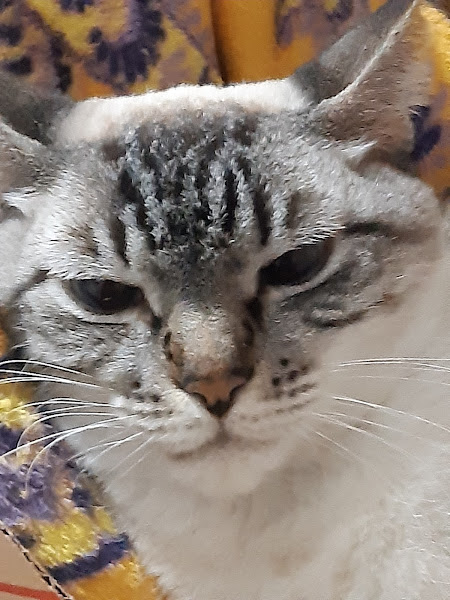 Foto 2 Hospital Publico Veterinário - Cães e gatos