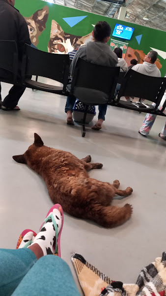 Foto 3 Hospital Publico Veterinário - Cães e gatos