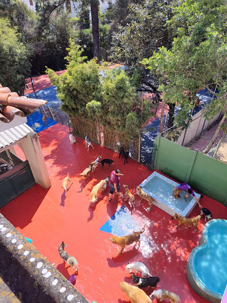 Foto 1 Dog Walter Obedience